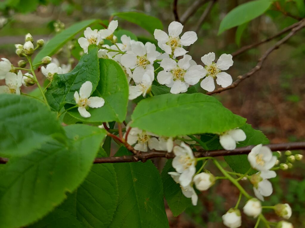 Frühlingserwachen