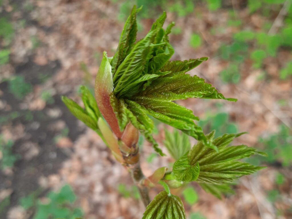 Ein frisches, grünes Blatt entfaltet sich.