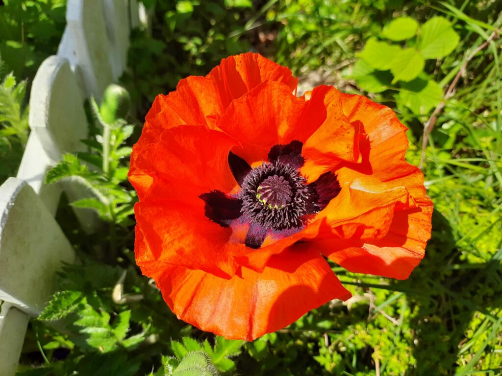 Mohnblüte in voller Pracht