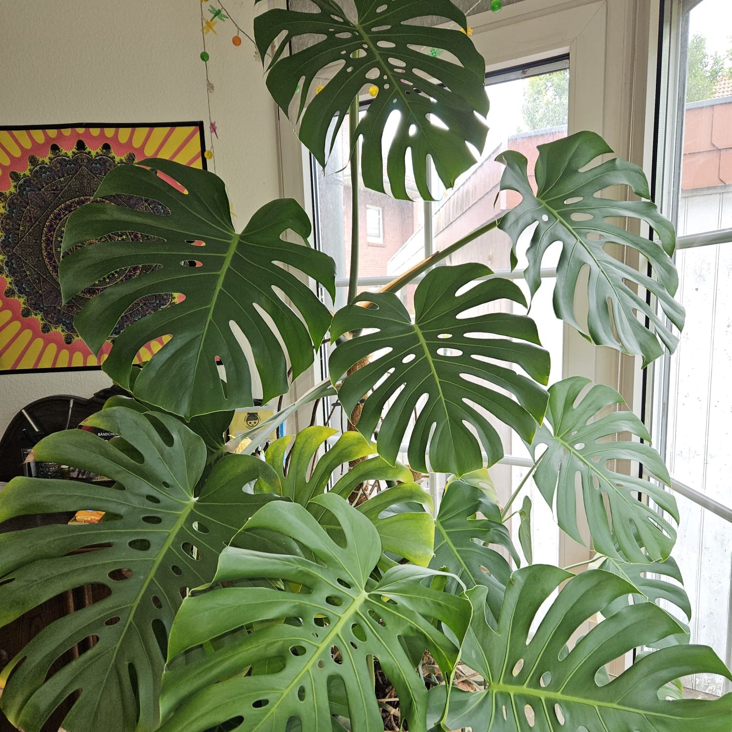 Meine Monstera in Schwarzenbek