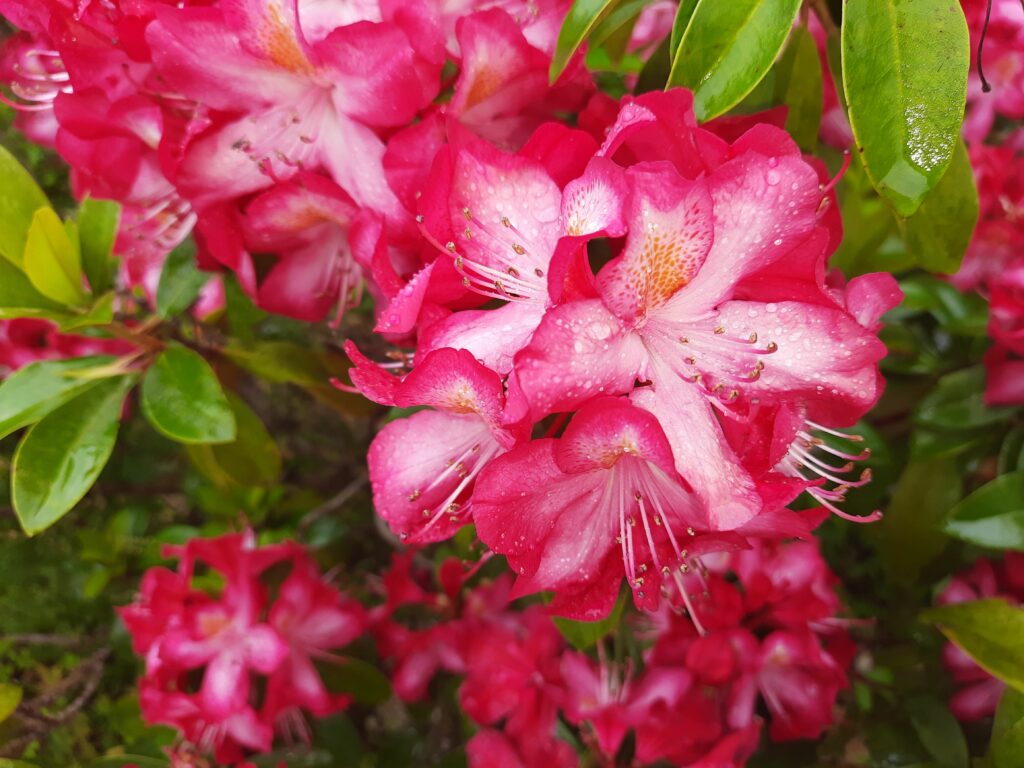 Rhododendron-Blüten im Regen