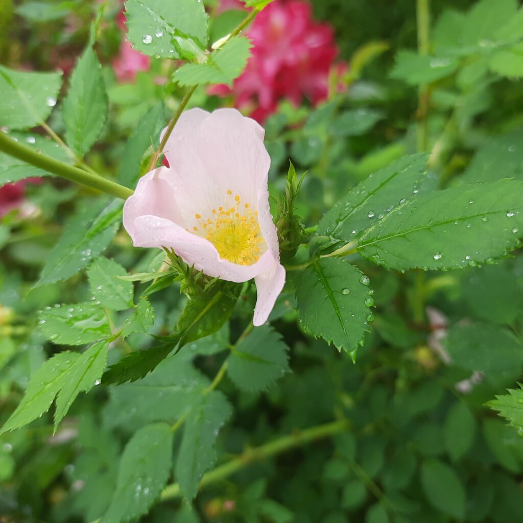Rosenstrauch im Regen